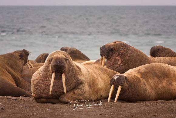 Walrus