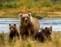 Sow and Cubs