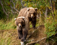 Sow and Cub
