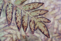 Fern