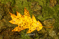 Oak Leaf on Rock