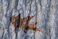 Oak Leaf and Tree Bark