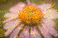 Cone Flower and Field