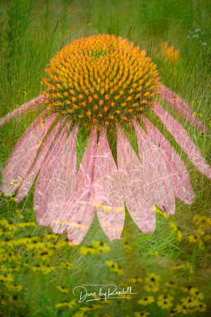 Cone Flower and Field