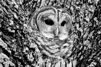 Bard Owl (captive)