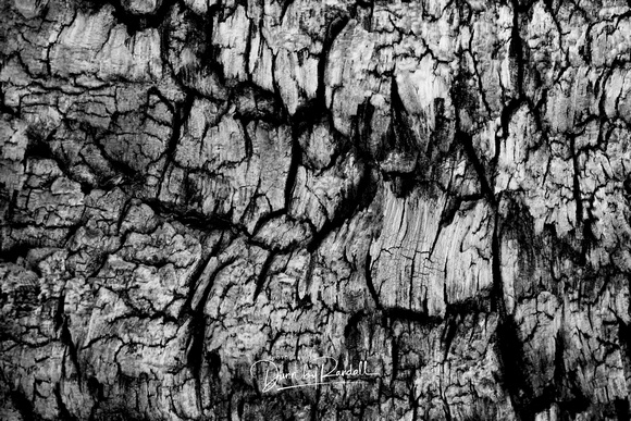 Bristlecone Bark