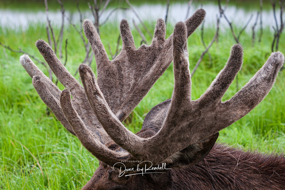 Moose Antlers (captive)