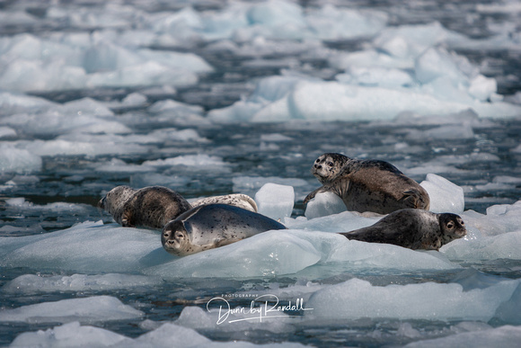 Seals on Ice Floe
