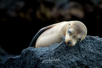 Galapagos Sea Lion Pup