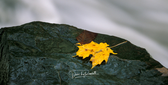 Maple Leaf on Rock
