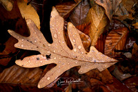 White Oak Leaf in the Rain