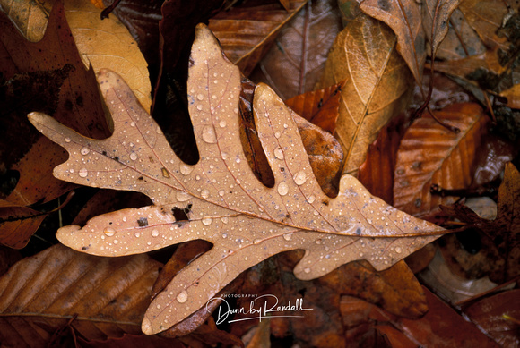 White Oak Leaf in the Rain