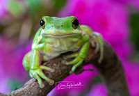 Tree Frog (captive)