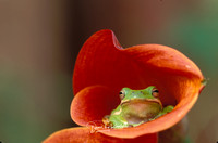 Tree Frog (captive) and Lilly