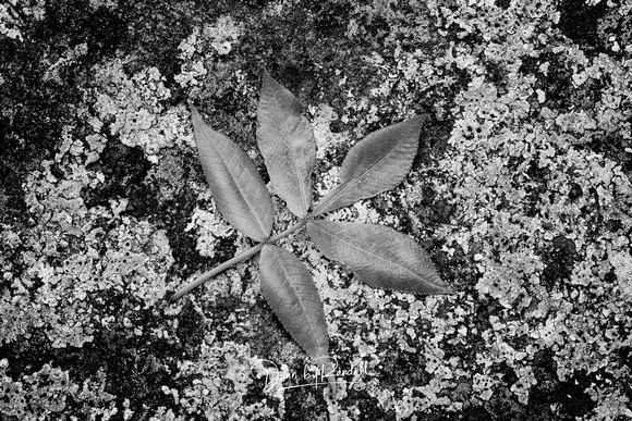 Buckeye Leaf on Lichen