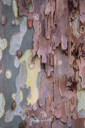 Sycamore Bark