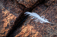 Feather on Rock