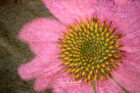 Cone Flower and Stone