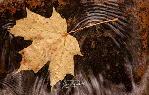 Maple Leaf in Stream