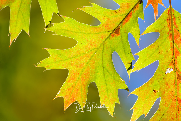 Oak Leaves