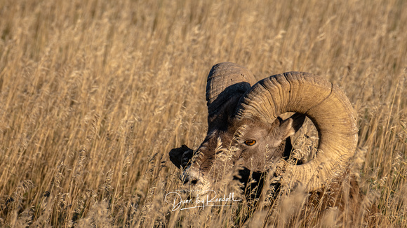 Bighorn Sheep