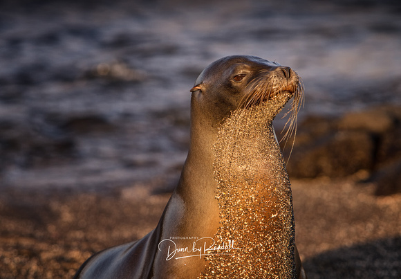 Sea Lion