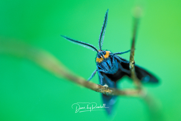 Waiting to Fly