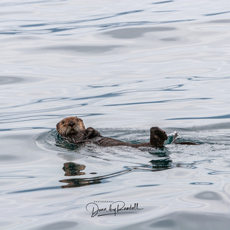 Sea Otter