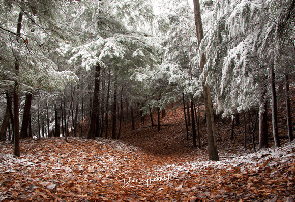 First Snow