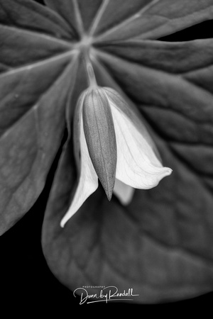 White Erect Trillium