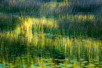 Reflections at The Tarn