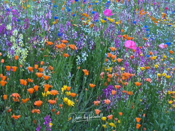 Roadside Wildflowers