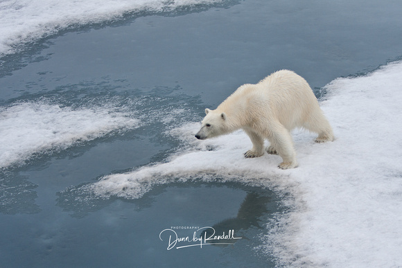Polar Bear