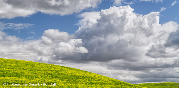 Canola Fields