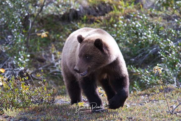 Grizzly Bear